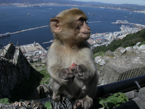 Macaca Sylvanus Macaca Sylvanus