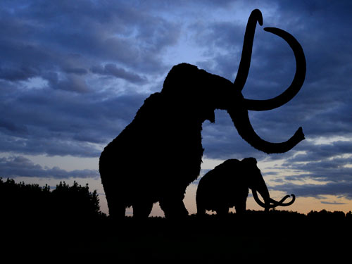 Mamut lânos Mamut lânos