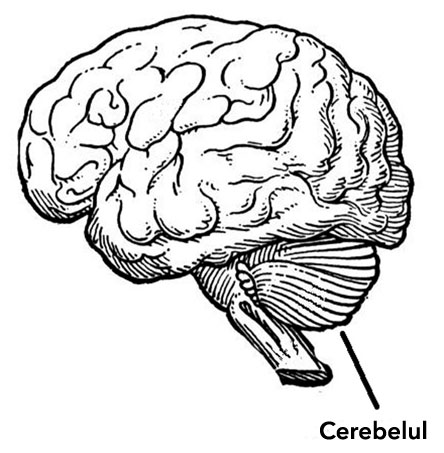 Cerebelul Cerebelul