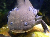 Axolotl