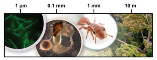 Insecte, bacterii, padure