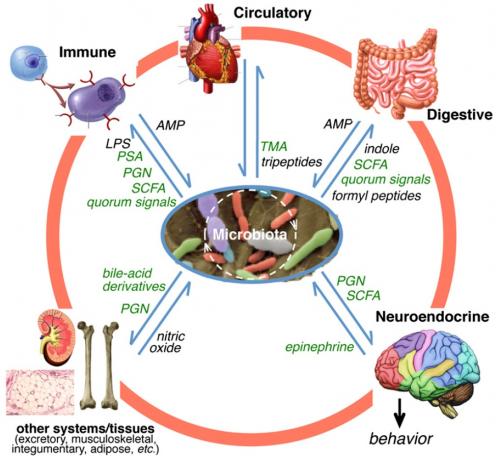 Bacterii microflora