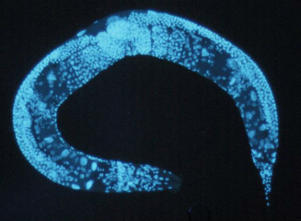 caenorhabditis-elegans