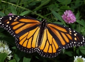 Fluturele Monarch