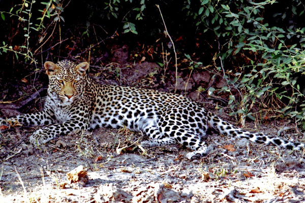 Leopard Botswana
