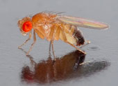 Drosophila melanogaster