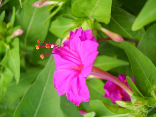 Mirabilis jalapa Mirabilis jalapa
