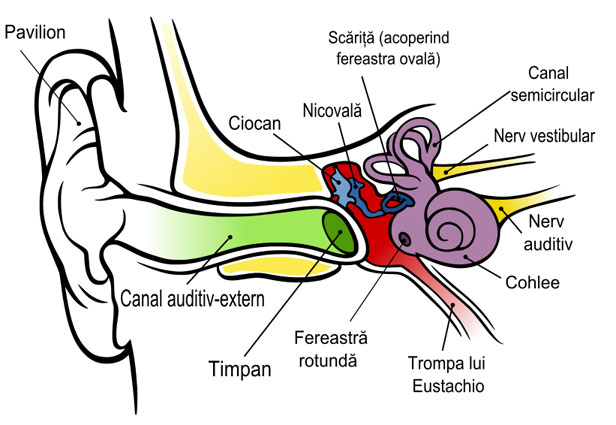 Anatomia urechii umane