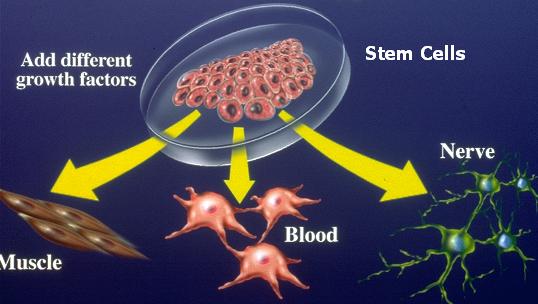 Celule stem. Multiplicare Celule stem. Multiplicare