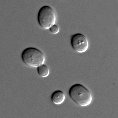 Celule de drojdie de bere la microscop