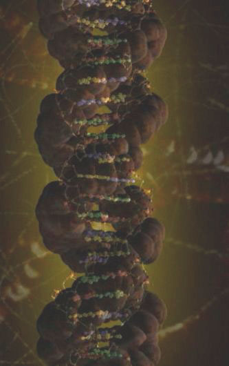 cromozomul 17