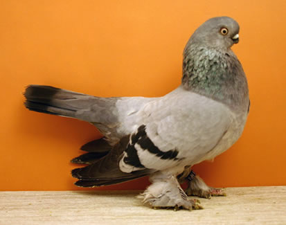 Teoria evolutiei pe intelesul tuturor