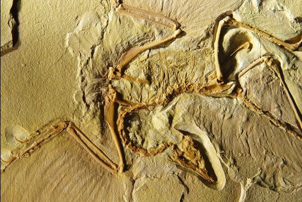 Archaeopteryx