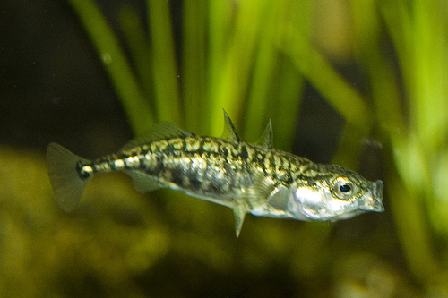 Gasterosteus aculeatus