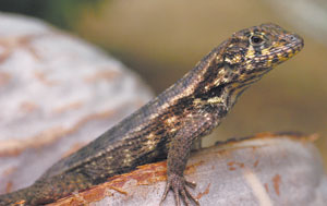 Leiocephalus carinatus Leiocephalus carinatus