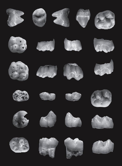 Dinti fosili oreopithecus Fiume Santo Sardinia Dinti fosili oreopithecus Fiume Santo Sardinia