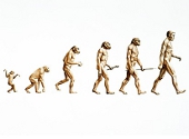 Evolutie