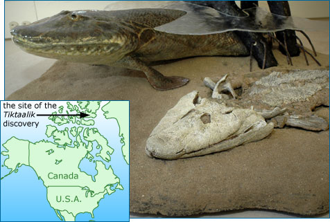 Reconstituire Tiktaalik