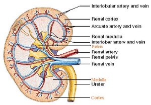 Sectiune transversala printr-un rinichi