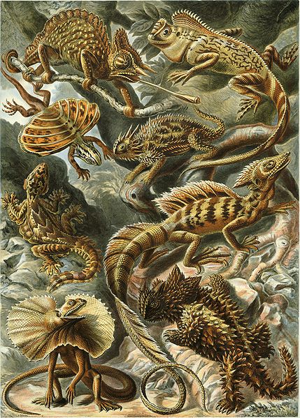 Haeckel Lacertilia Haeckel Lacertilia
