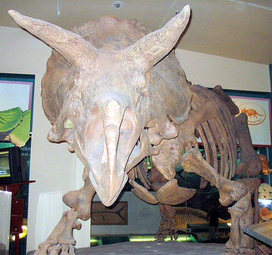 Triceratops Triceratops