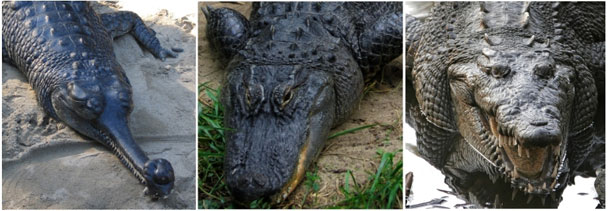 Crocodilieni Crocodilieni