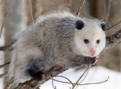 Opossum