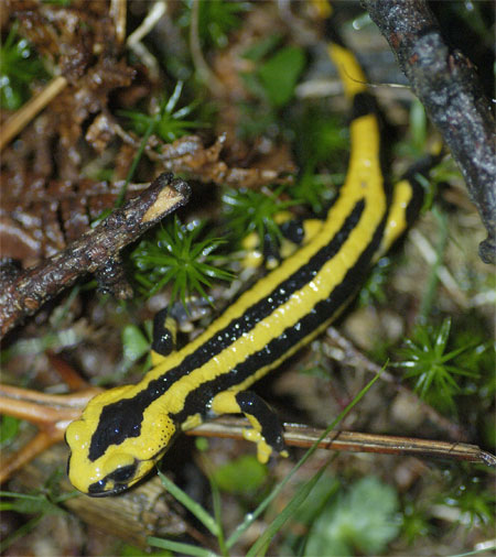 Salamandra