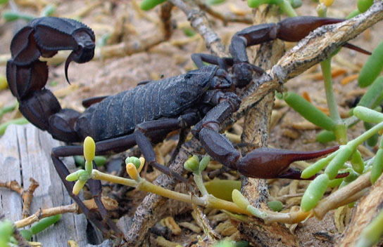 Scorpion negru Scorpion negru