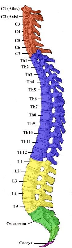 Coloana vertebrala