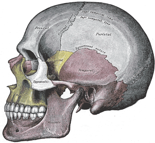 Cutia craniana