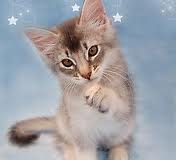 Pisica intinzand labuta