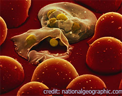 Parazitul malariei