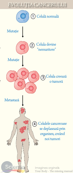 Evoluţia cancerului Evoluţia cancerului