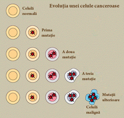 Evoluţia unei celule canceroase Evoluţia unei celule canceroase