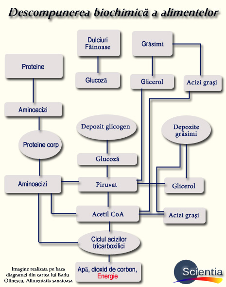 Descompunerea alimentelor