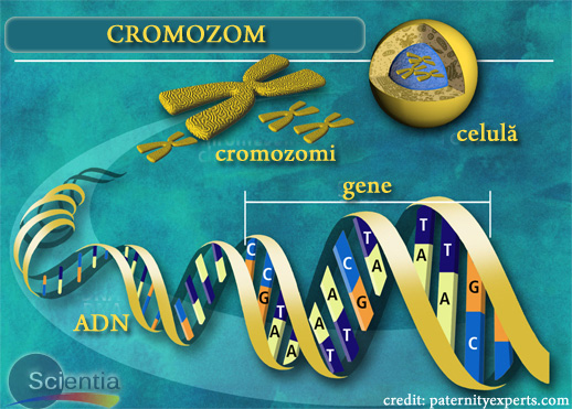 Cromozom