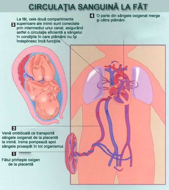 Circulaţia sanguină la fetus