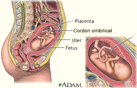 Placenta