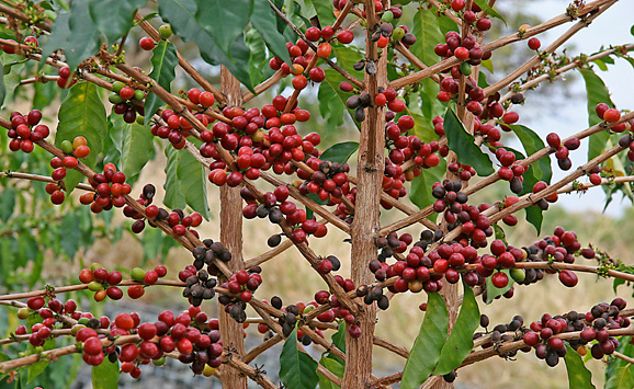Cafea plantă