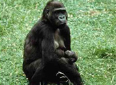 Gorila