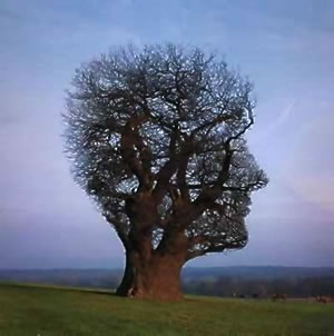 imaginatie