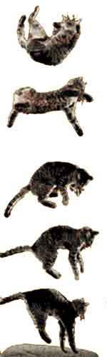 Etapele rotirii în aer a unei pisici Cum se roteşte o pisică în aer?