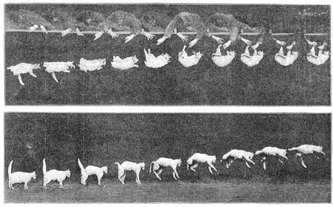 Etienne Jules Marey 1894 Etienne Jules Marey 1894