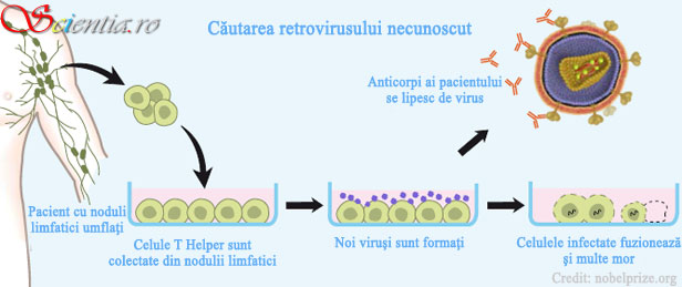 Detectarea HIV Detectarea HIV