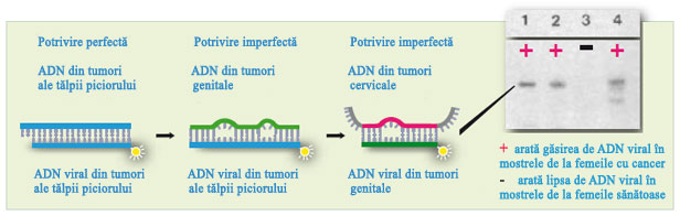 Detectarea HPV Detectarea HPV
