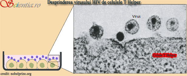 Desprinderea HIV de celulele T