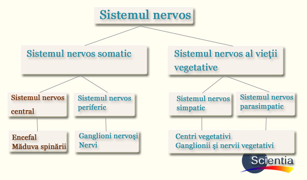 Structura sistemului nervos