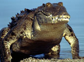 Crocodil