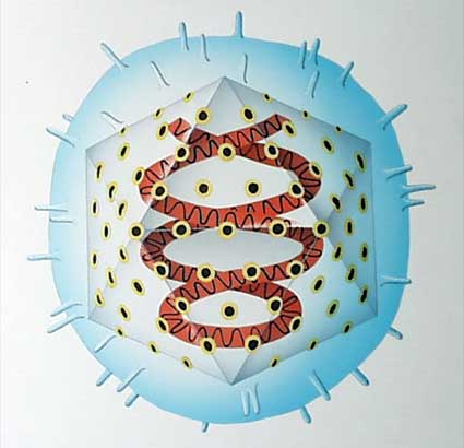 structura virus